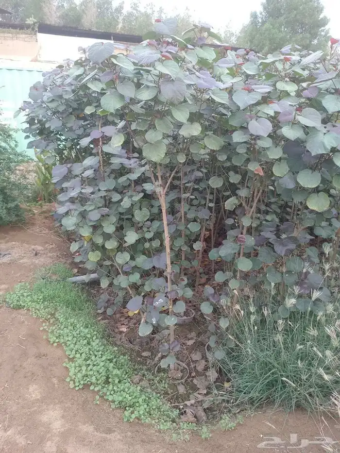 مشتل الجموم الجميع انواع اشجار با الجملة 9
