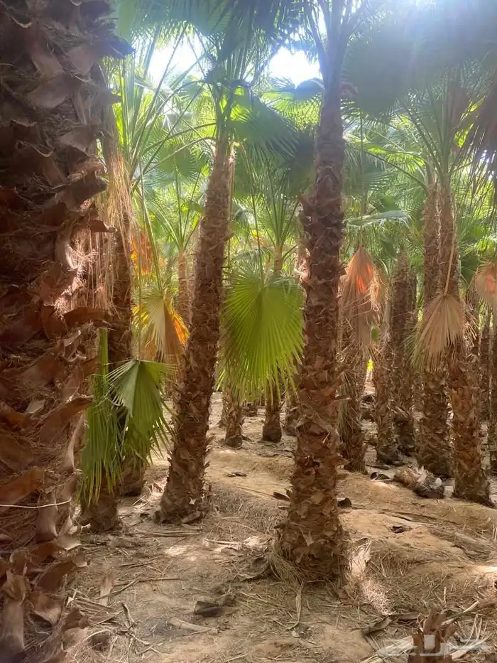 نخل مثمرونخل واشنطن زينه 1