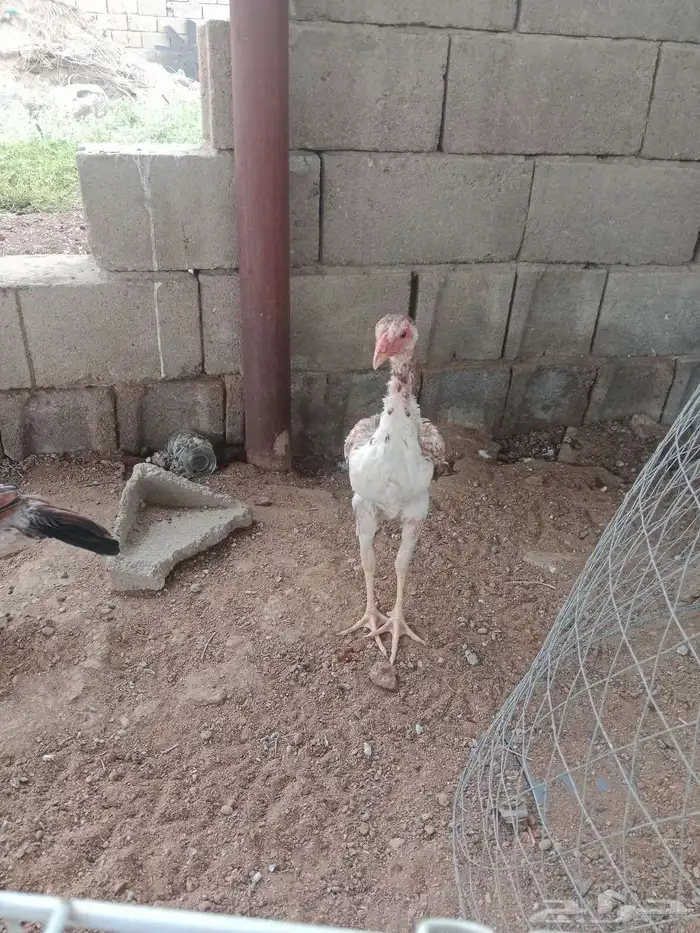 سلام عليكم عرض لك طقم شامو ياباني عمر تقريبا ديك 6 شهر دجاج 3