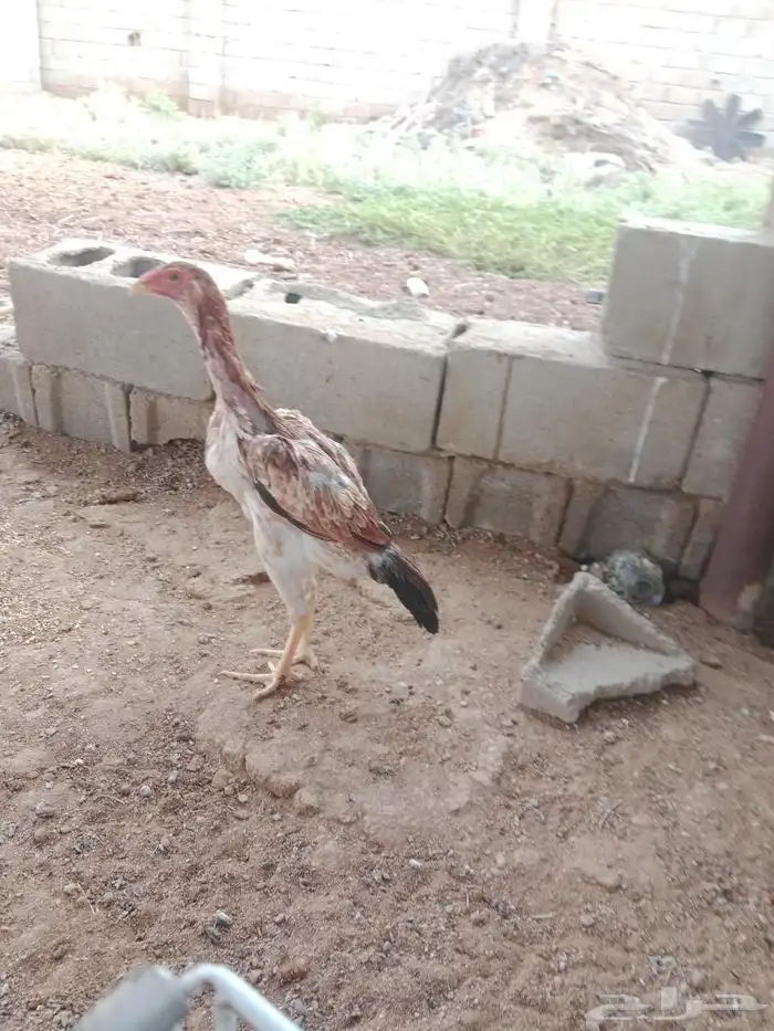 سلام عليكم عرض لك طقم شامو ياباني عمر تقريبا ديك 6 شهر دجاج 1
