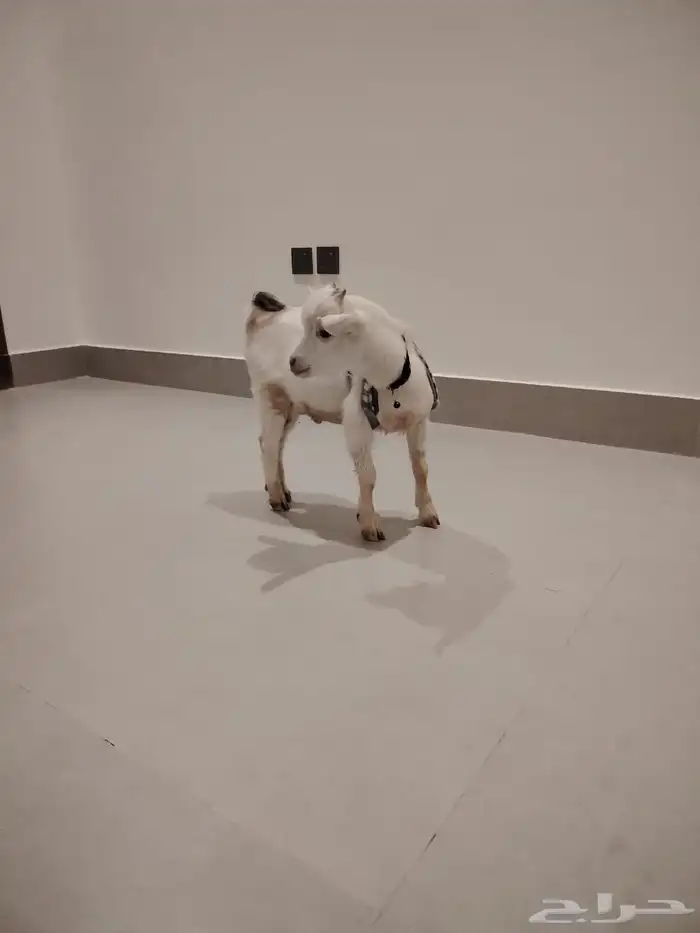 تيس قزمي للبيع 3