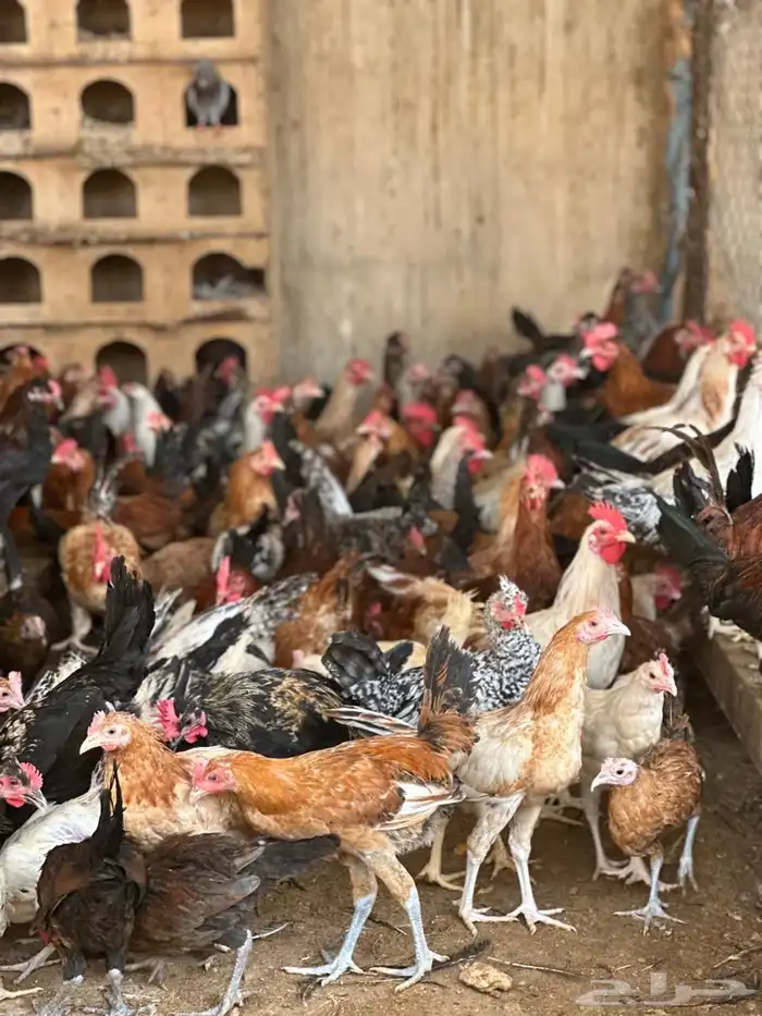 ديوك بلدي 10