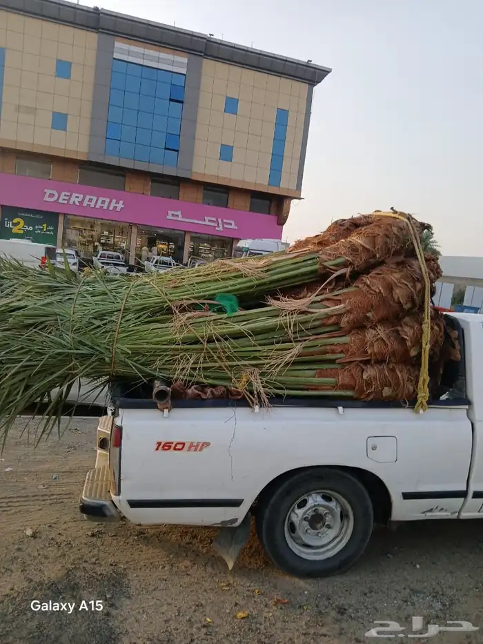 السلام عليكم ورحمه الله وبركاته عندنا جميع انواع النخيل 1
