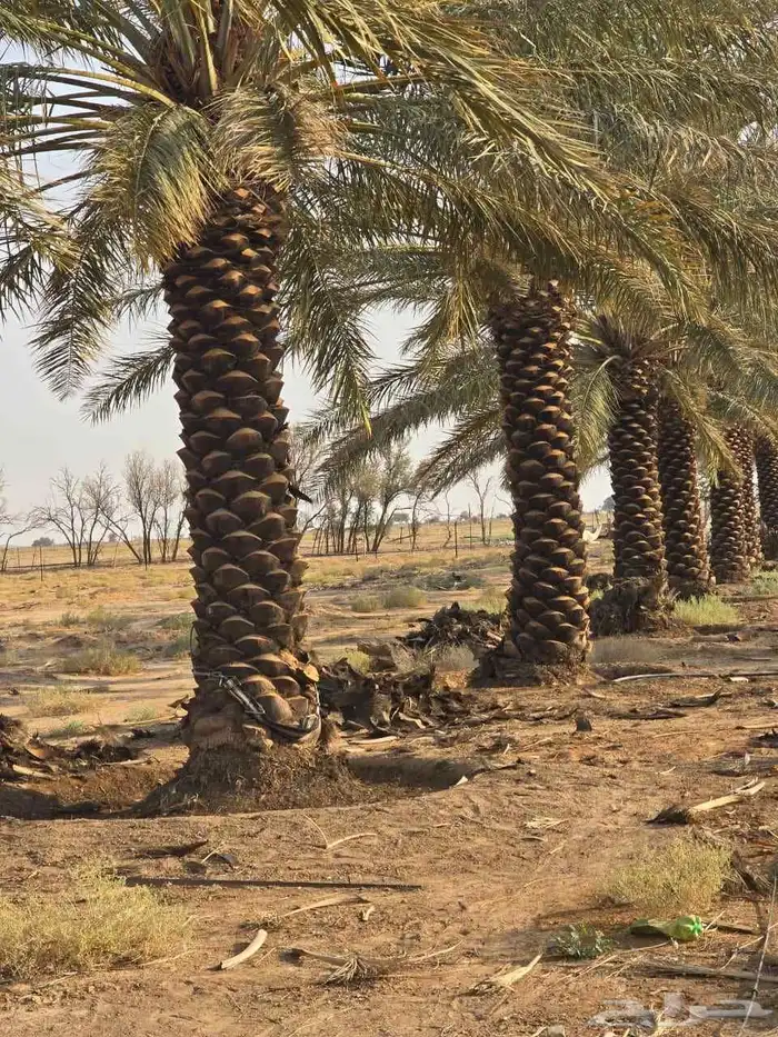 لبيع وتوريد جميع انواع النخيل 1