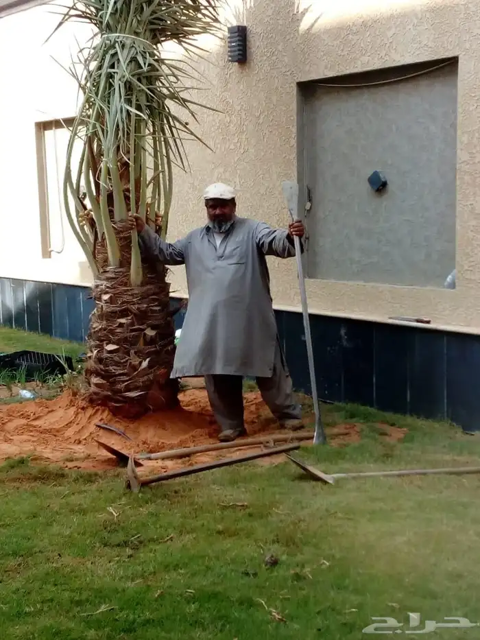 نخل مثمر فاخر نخل واشنطني زينه خلاص سكري صقعي مجدول شيشي هلا 2