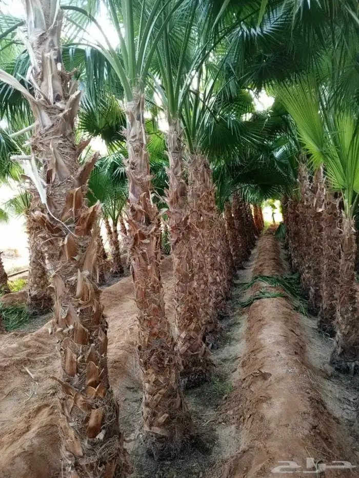 نخل مثمرونخل واشنطن زينه 0