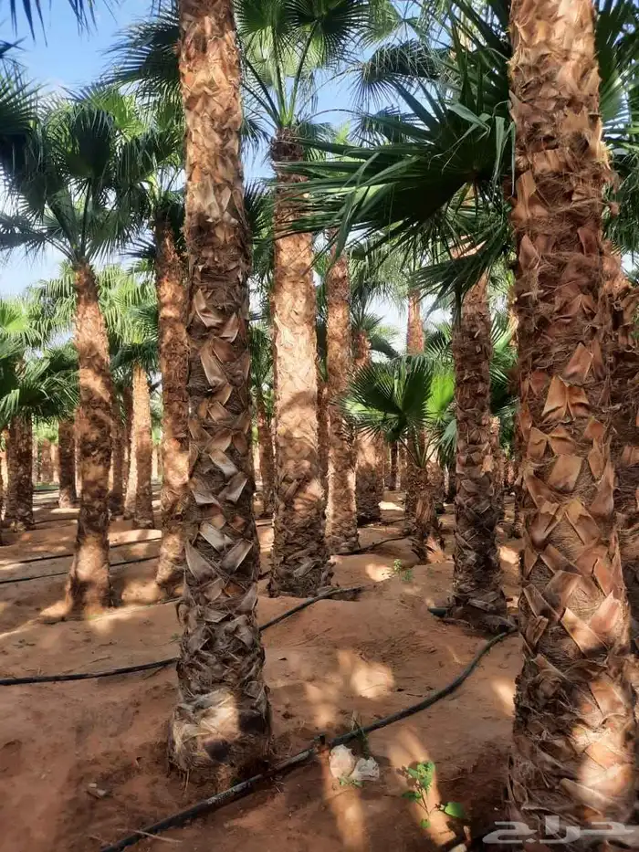 نخل واشنطونيا الزينه الامريكي ابومروحه 4