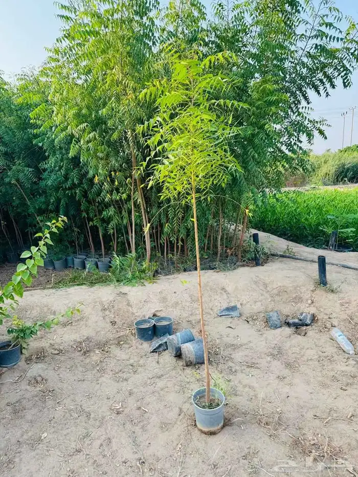 unbelievable price at al kahf nursery 0