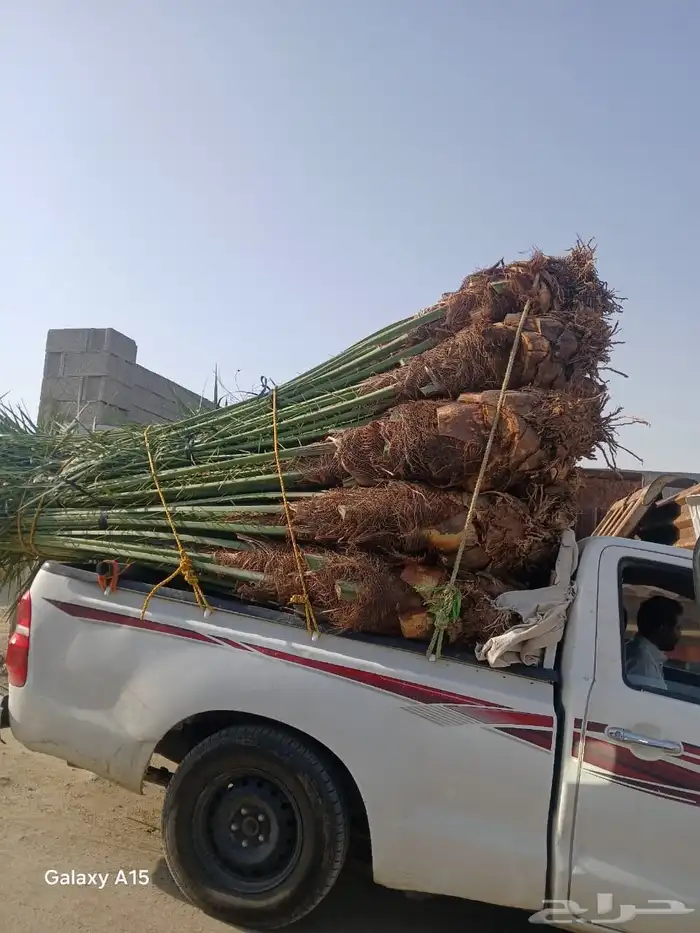 السلام عليكم ورحمه الله وبركاته عندنا نخل طيب متواجد في مكه 2