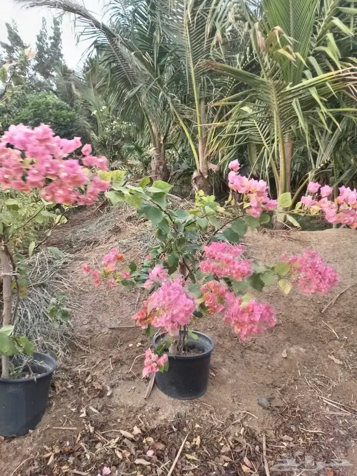 مشتل الجموم الجميع انواع اشجار با الجملة 8