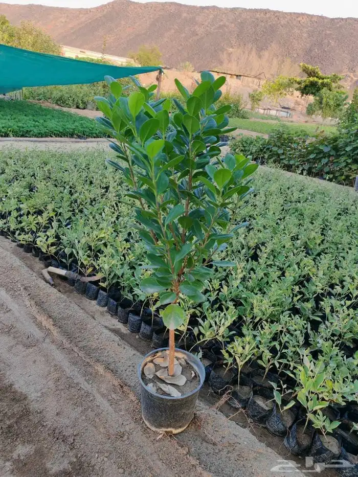 unbelievable price at al kahf nursery 8