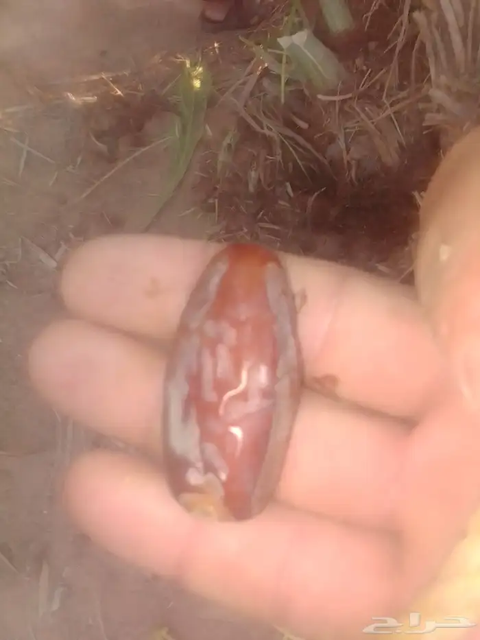 عروصة فروخ موجود 0