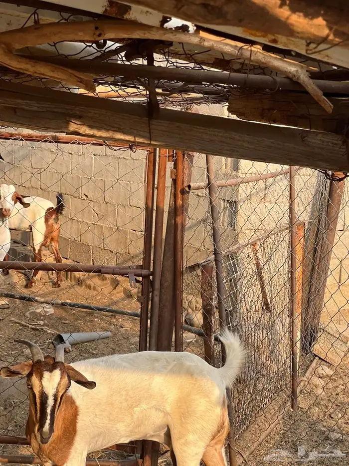 ماعز مراح واحد للبيع 1