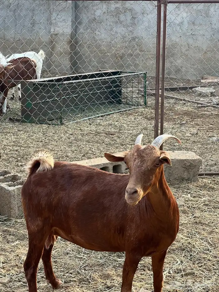 ماعز مراح واحد للبيع 34