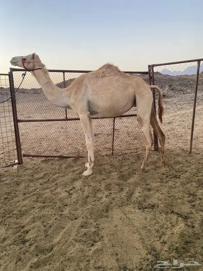 ناقه حره للبيع 1
