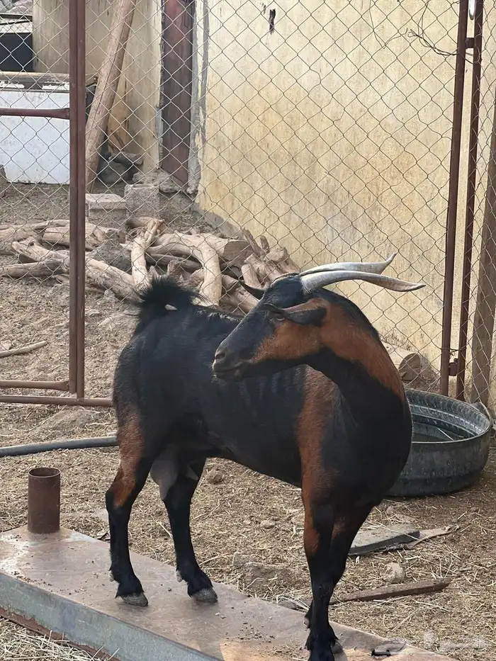 ماعز مراح واحد للبيع 39