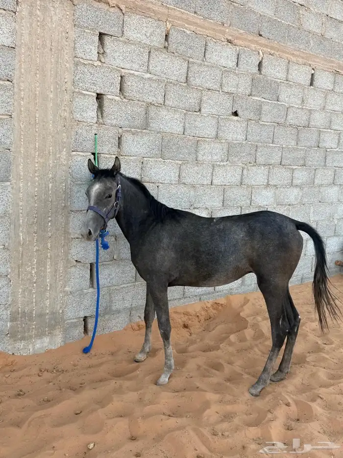 حصان واهو للبيع 0