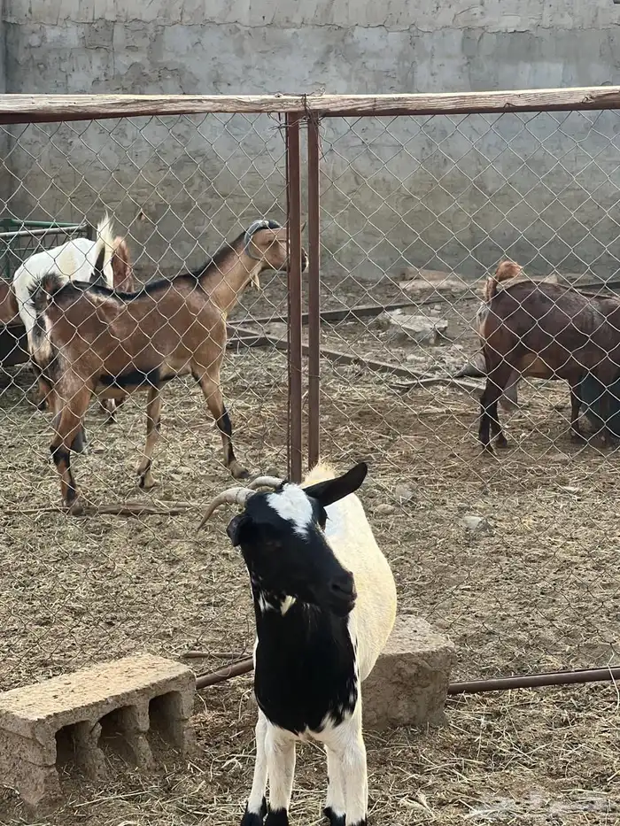 ماعز مراح واحد للبيع 17