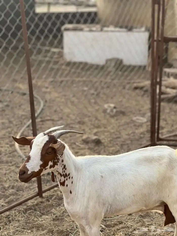 ماعز مراح واحد للبيع 7