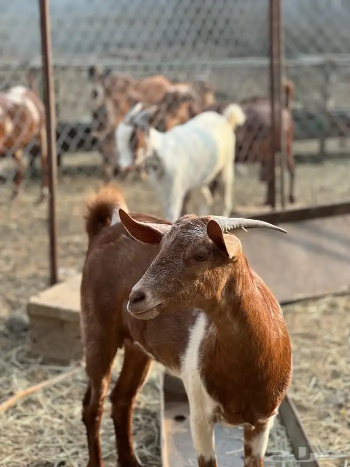 ماعز مراح واحد للبيع 10