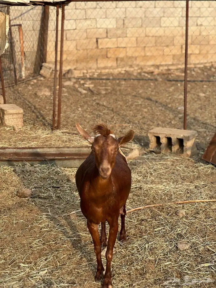 ماعز مراح واحد للبيع 41