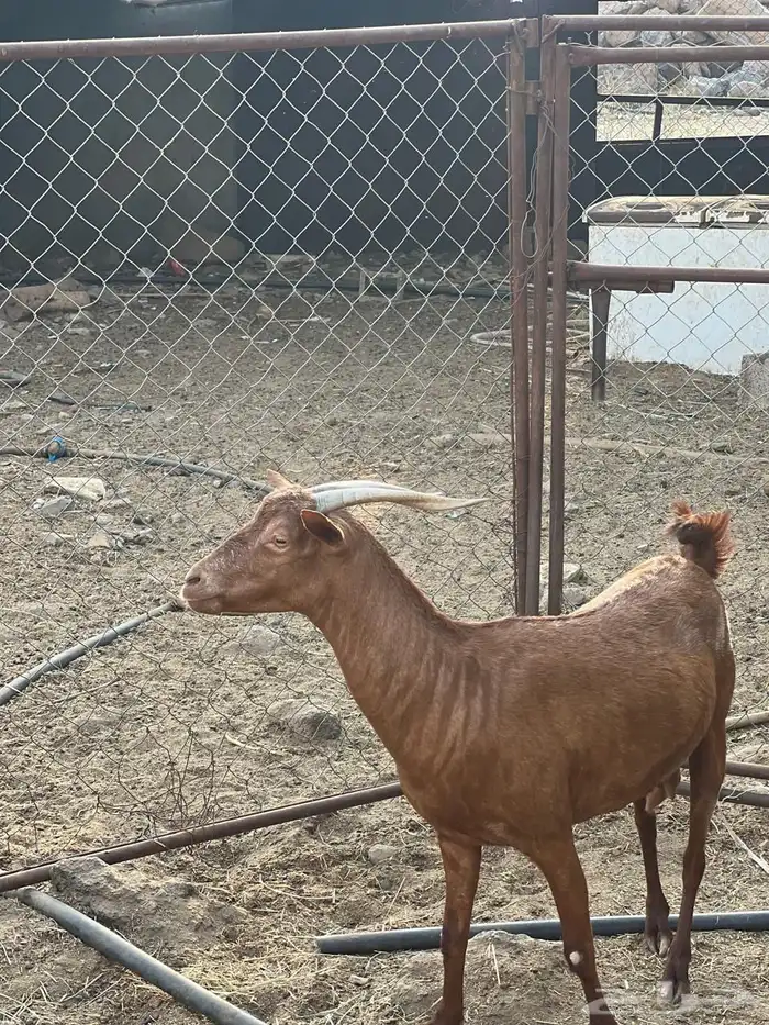 ماعز مراح واحد للبيع 19