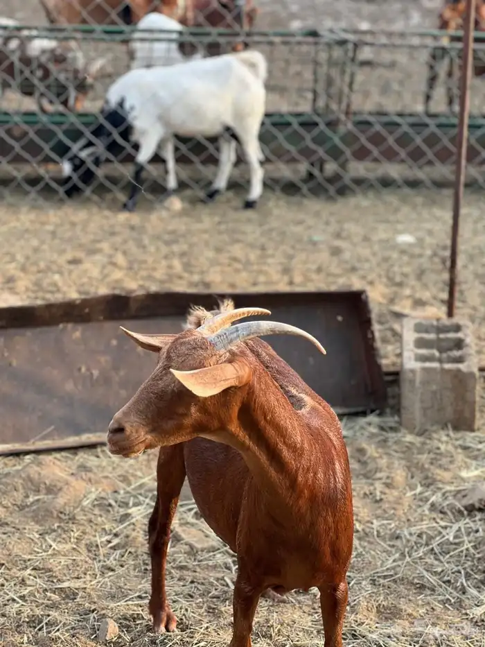 ماعز مراح واحد للبيع 35