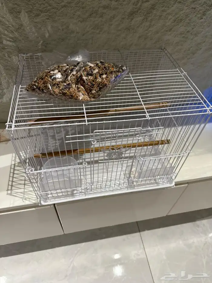 كروان هولندي أليف جدا تم البيع 4