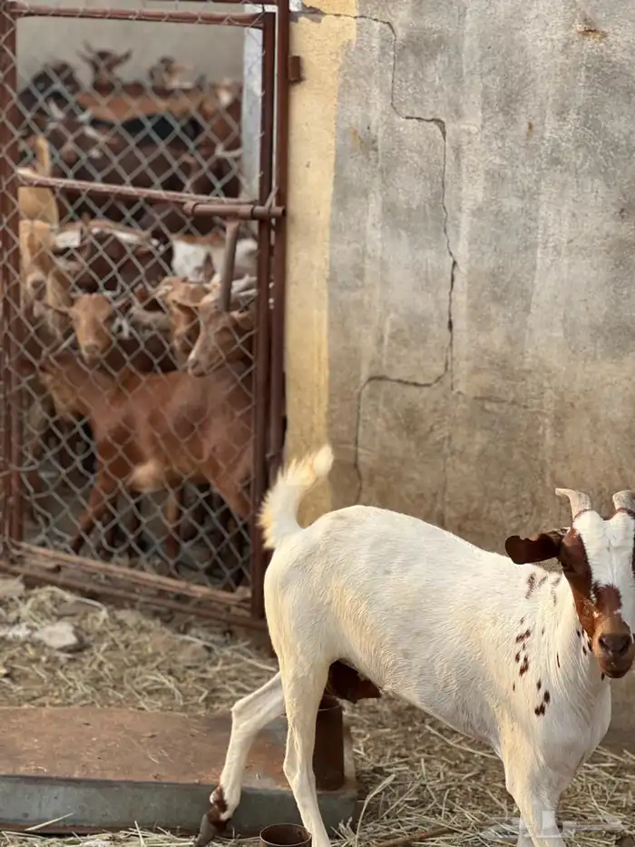 ماعز مراح واحد للبيع 6