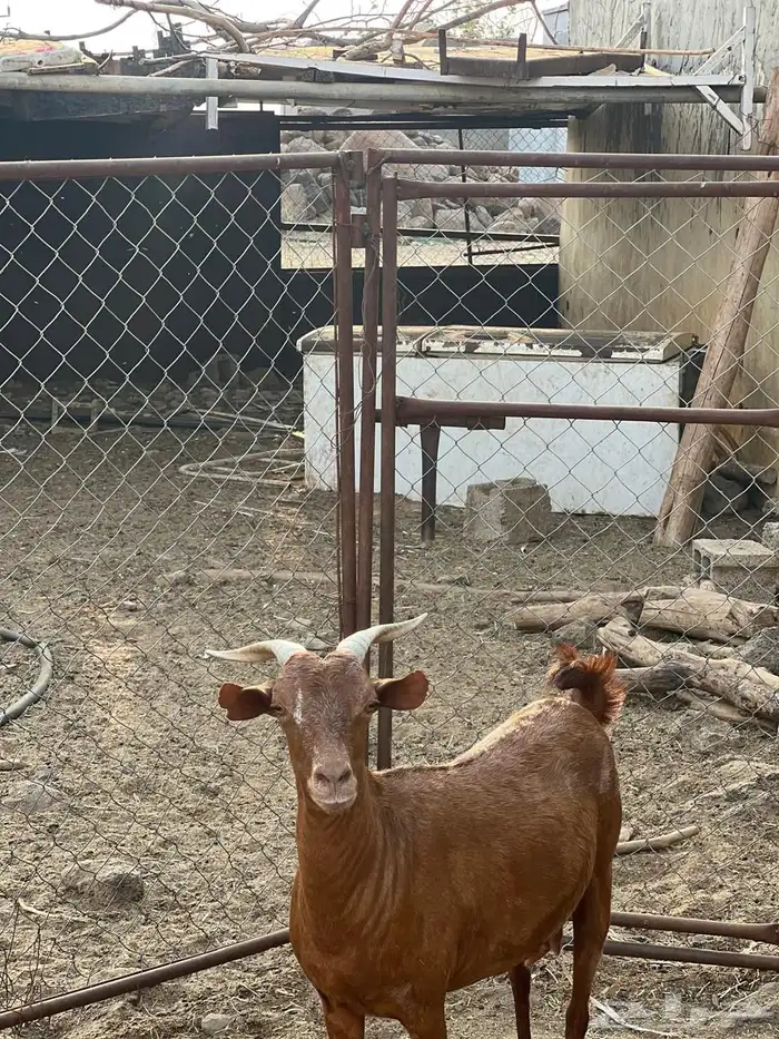 ماعز مراح واحد للبيع 20