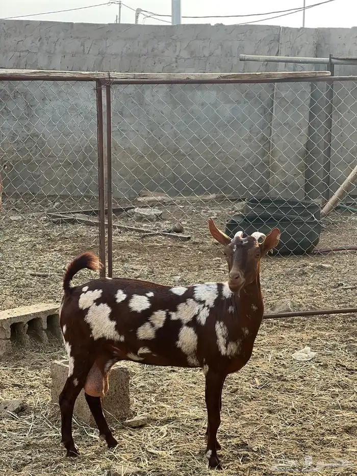 ماعز مراح واحد للبيع 45