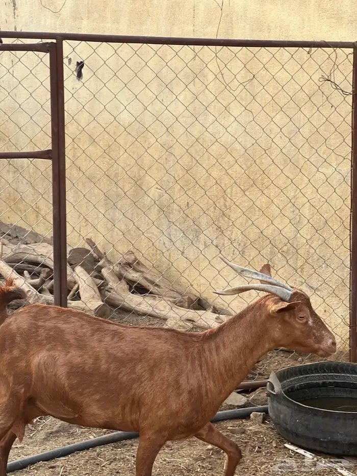 ماعز مراح واحد للبيع 21