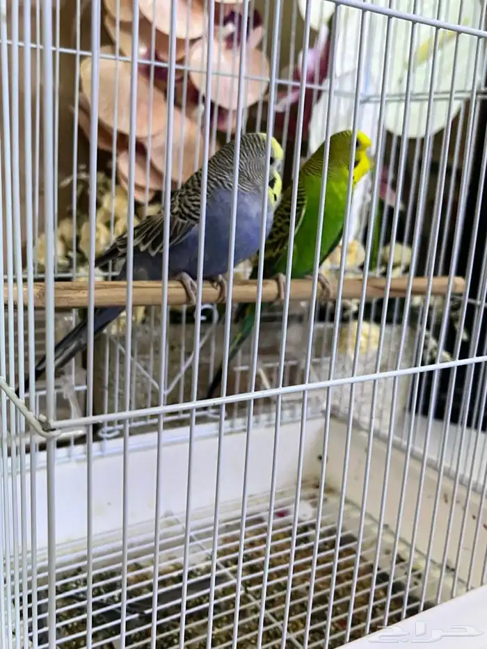 طيور حب 1