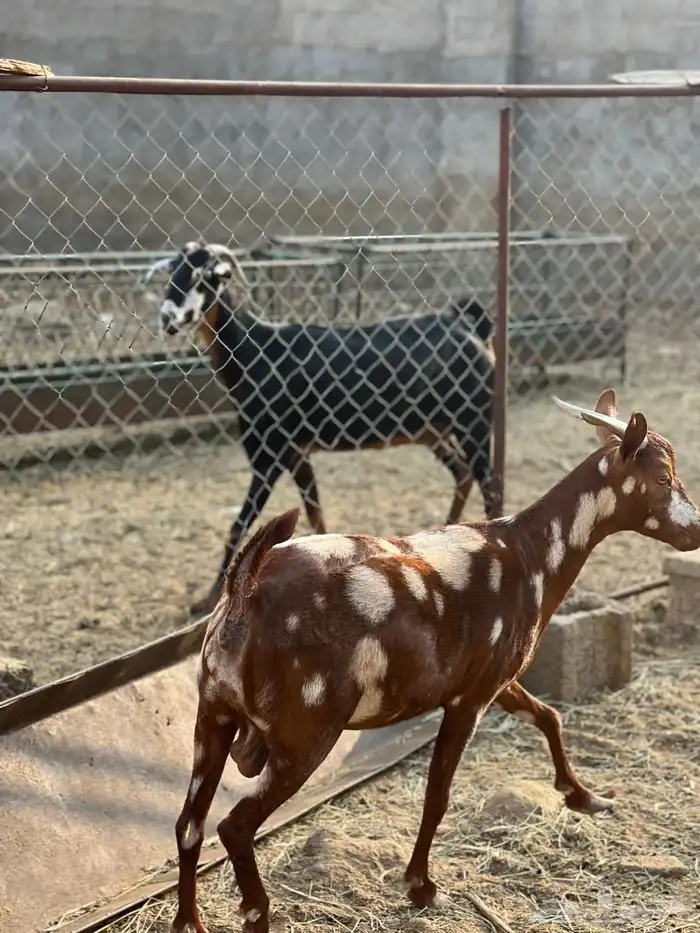 ماعز مراح واحد للبيع 48