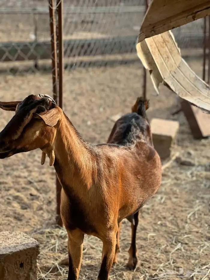 ماعز مراح واحد للبيع 53