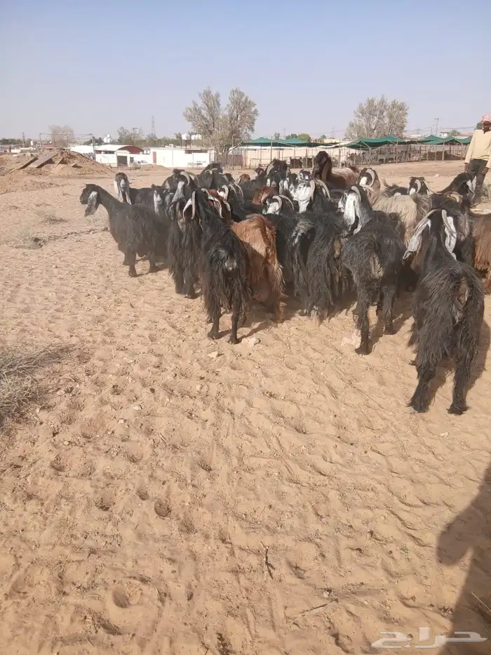 ماعز 1
