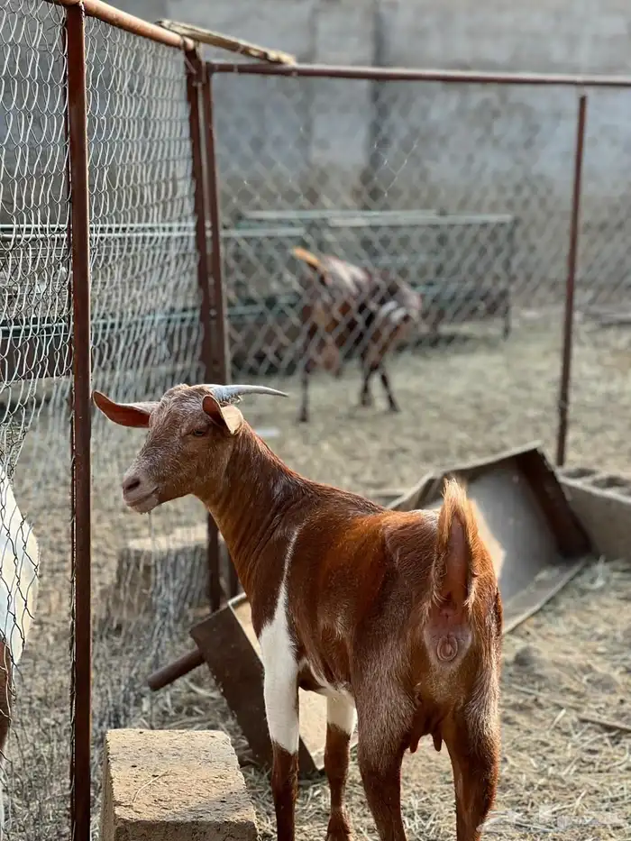 ماعز مراح واحد للبيع 8