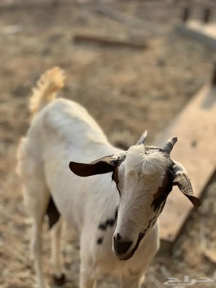 ماعز مراح واحد للبيع 13