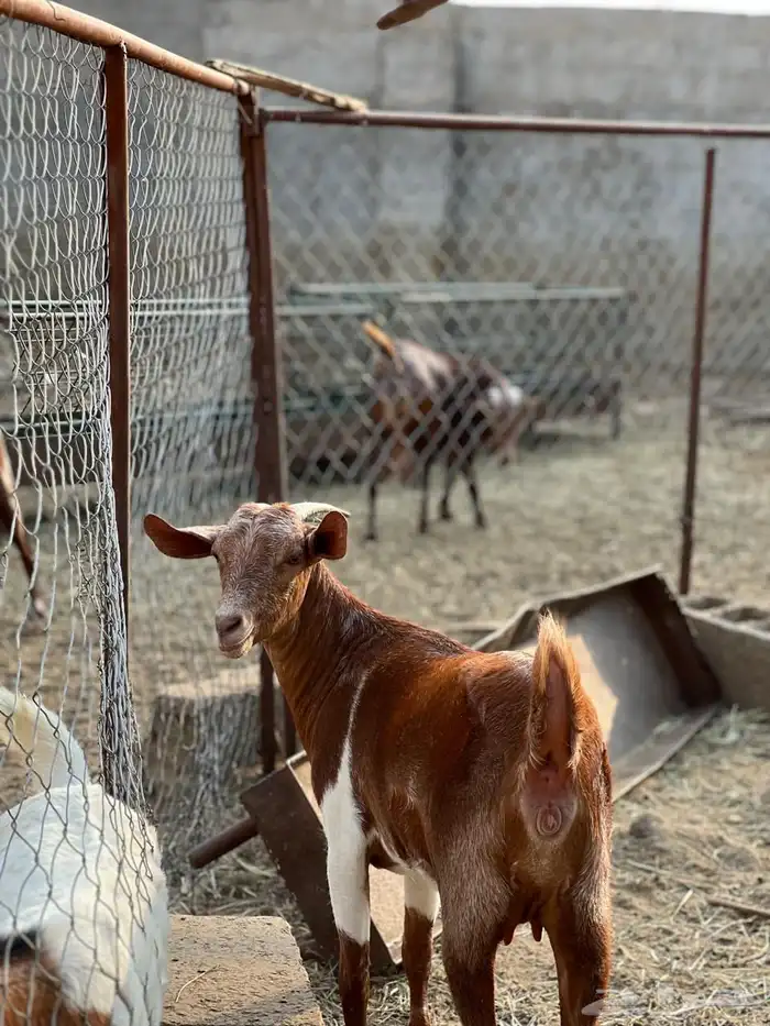 ماعز مراح واحد للبيع 11