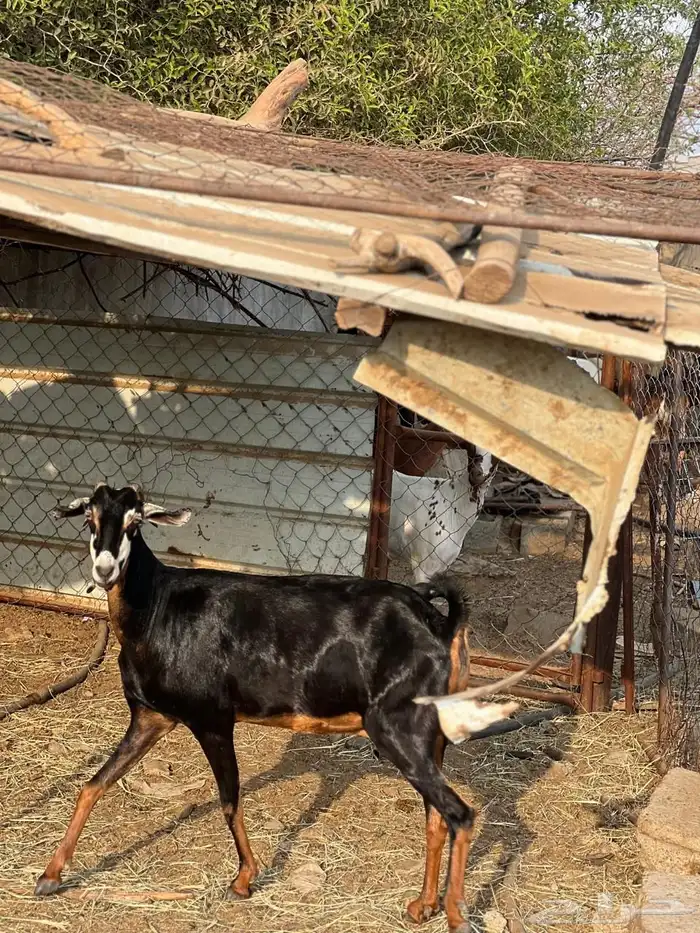 ماعز مراح واحد للبيع 54