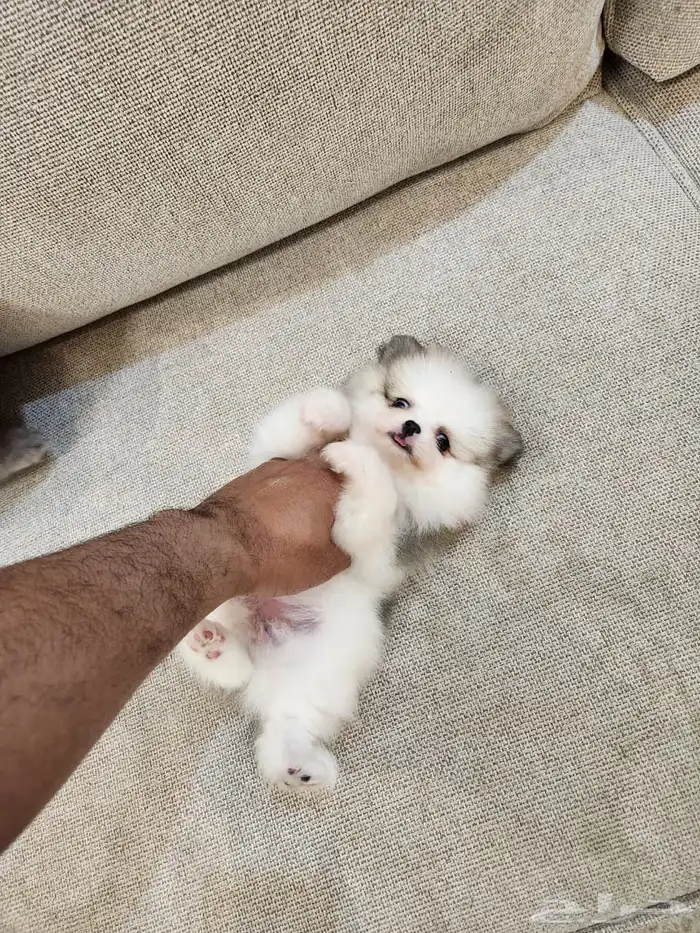 جراوي بومرنيان 0