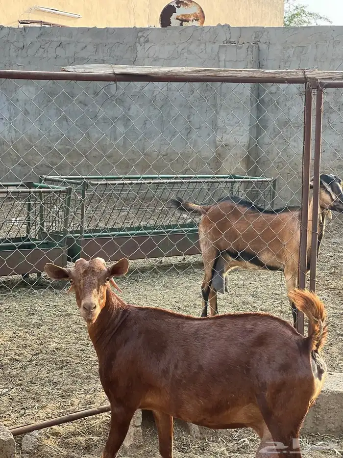 ماعز مراح واحد للبيع 43