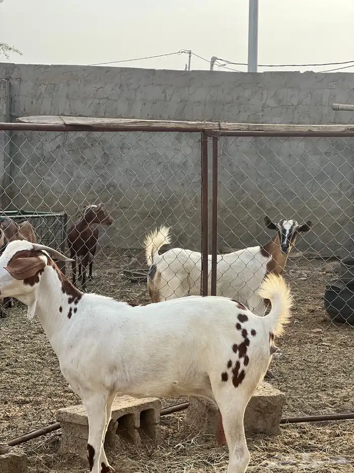 ماعز مراح واحد للبيع 2