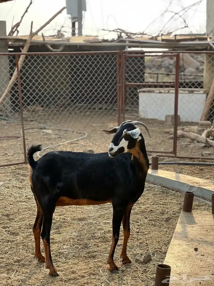 ماعز مراح واحد للبيع 55