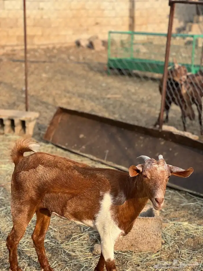 ماعز مراح واحد للبيع 9