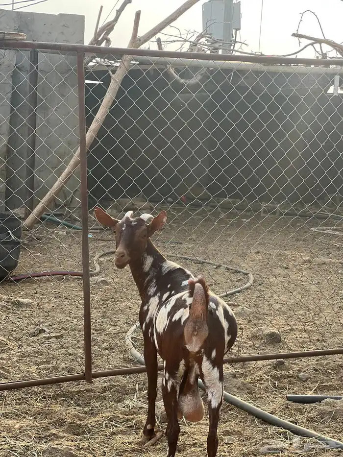 ماعز مراح واحد للبيع 44