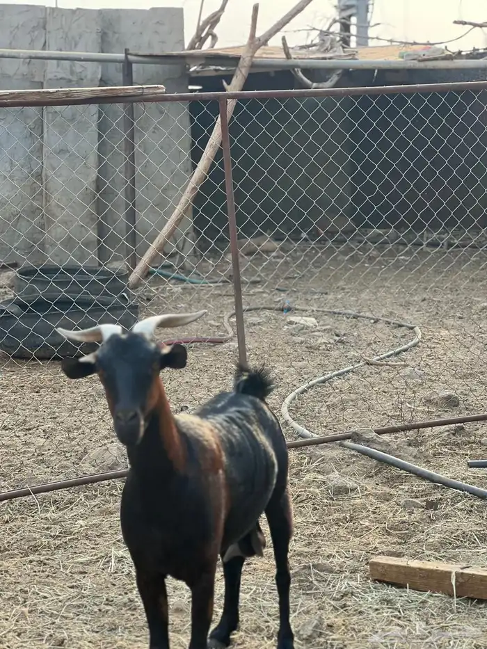 ماعز مراح واحد للبيع 38