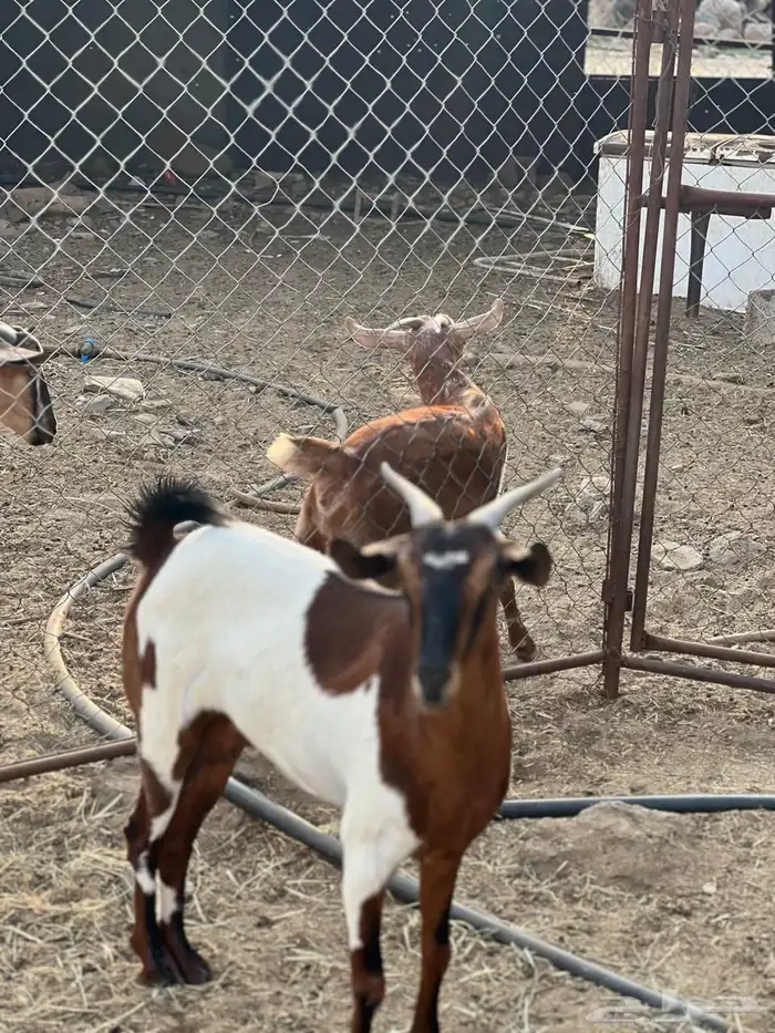 ماعز مراح واحد للبيع 15