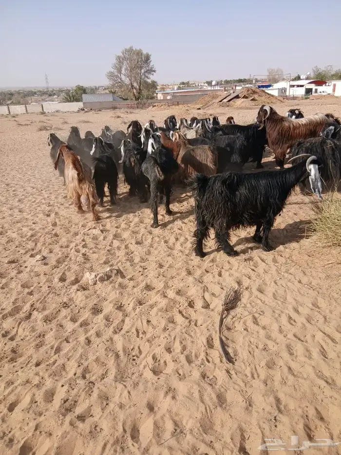 ماعز 2