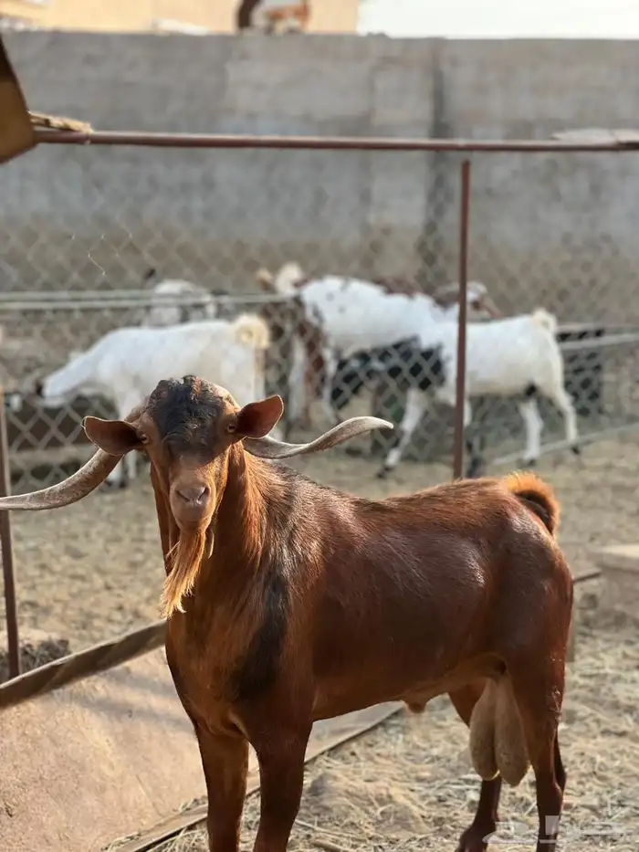 ماعز مراح واحد للبيع 32